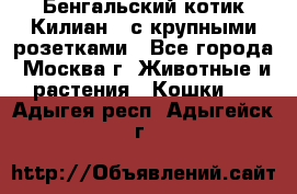 Бенгальский котик Килиан , с крупными розетками - Все города, Москва г. Животные и растения » Кошки   . Адыгея респ.,Адыгейск г.